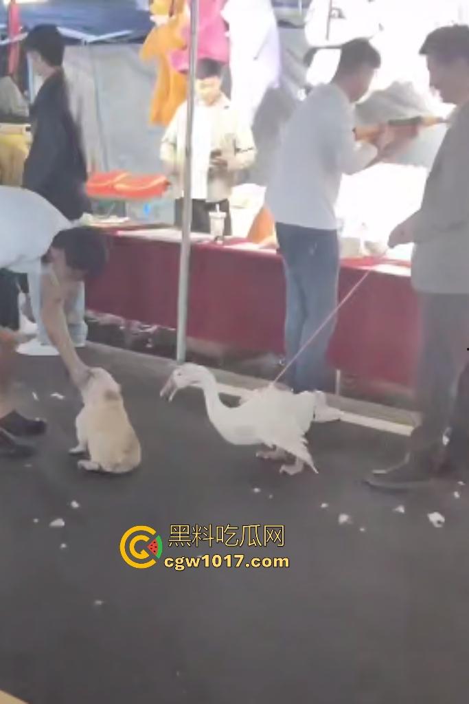 云南保山夜市法斗VS大鹅,狗子连咬两大鹅被主人扇巴掌,大鹅吓傻在原地趴窝,我宣布这法斗是动物界MMA传奇!-1