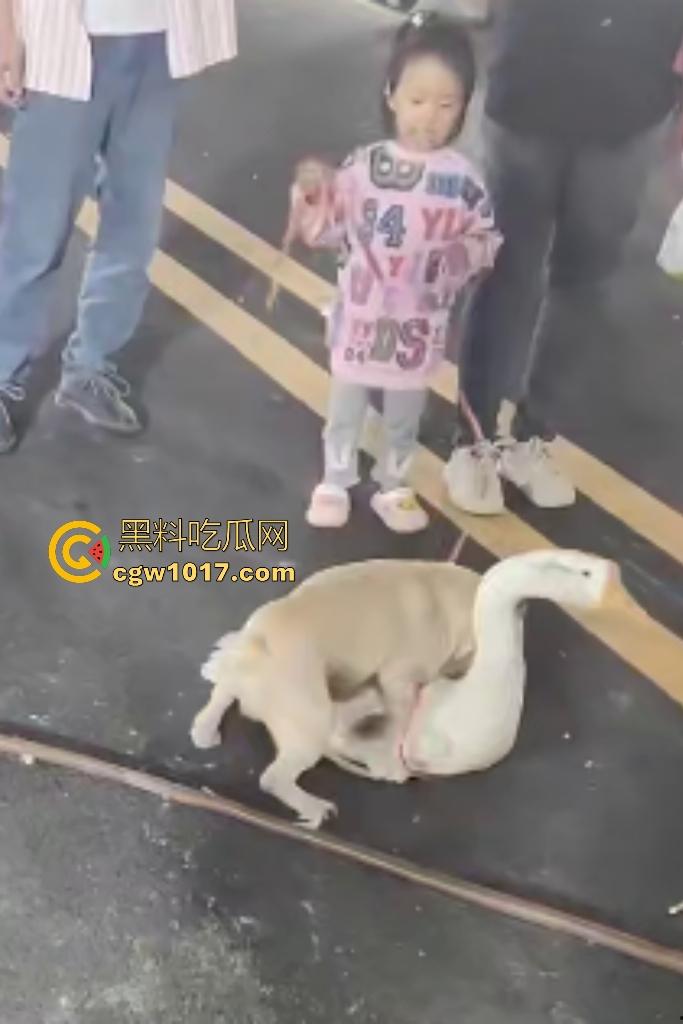 云南保山夜市法斗VS大鹅,狗子连咬两大鹅被主人扇巴掌,大鹅吓傻在原地趴窝,我宣布这法斗是动物界MMA传奇!-6