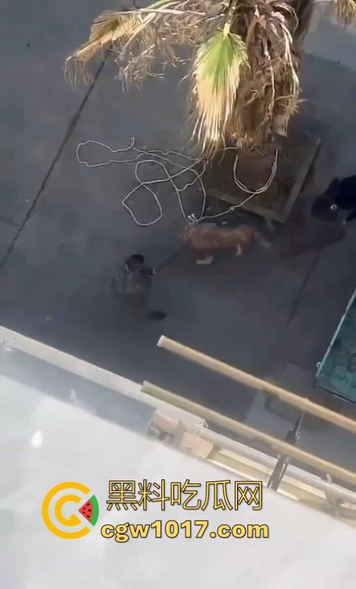 七年老狗反咬主人，不是虐待就突然发疯，满脸都是血，大型狗真恐怖，随后安排处死，这时候爱狗人士怎么不说话了！-6