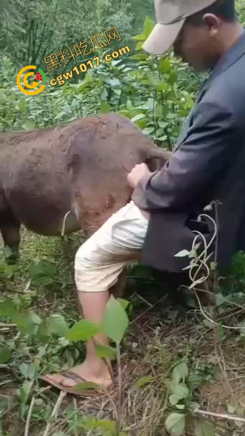 劲爆!国外男子大战骡子私拍震惊网络!阳光下奋力抽插,骡子吃草欢声不断,男子大屌进出嫩穴,友人拍摄更添刺激!-1