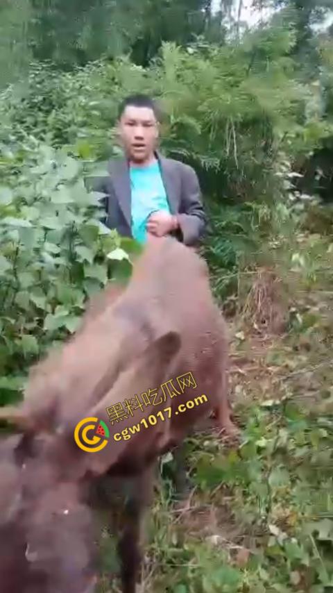 劲爆!国外男子大战骡子私拍震惊网络!阳光下奋力抽插,骡子吃草欢声不断,男子大屌进出嫩穴,友人拍摄更添刺激!-10