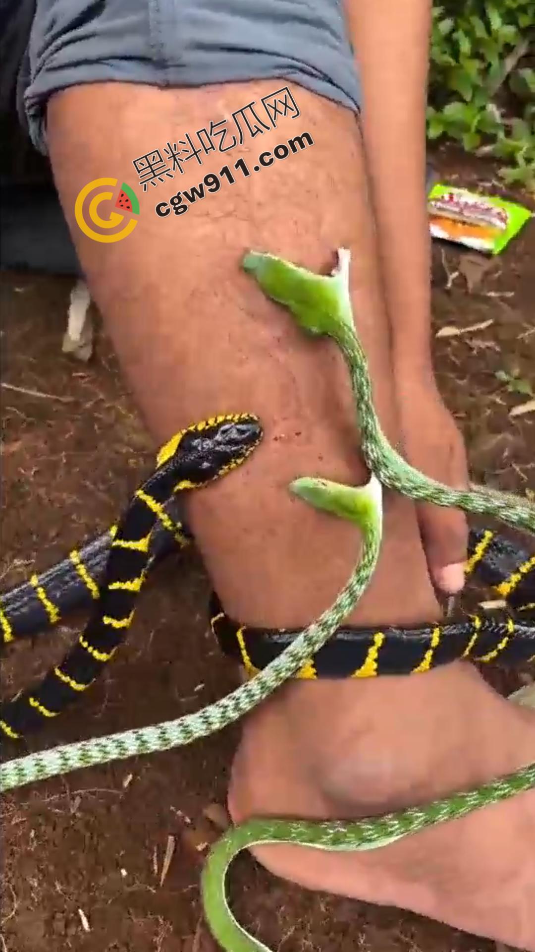 恐怖渗人!越南老哥终日与毒蛇共舞,练就百毒不侵的体魄,神操作直接看呆众人-1