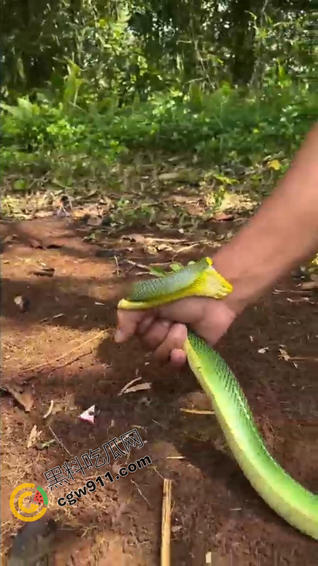 恐怖渗人!越南老哥终日与毒蛇共舞,练就百毒不侵的体魄,神操作直接看呆众人-8