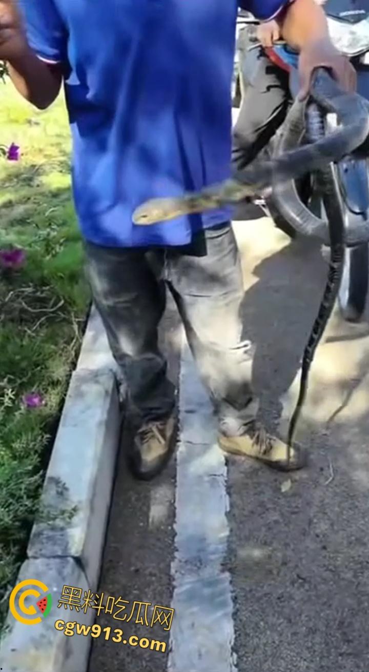 贵州男子徒手玩耍毒蛇，抽烟炫耀套脖子上到处甩，不料却是眼镜王蛇，最终被咬后两个小时死亡 !-3