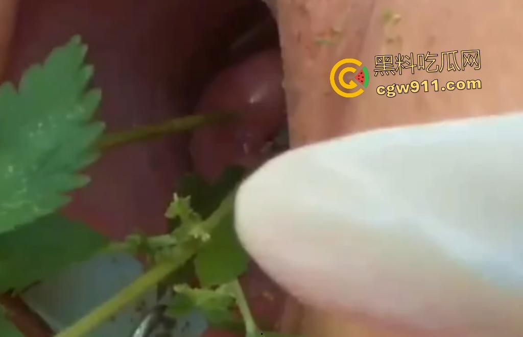 欧美老骚货狂虐宫颈！扩阴器撑开巨逼塞荨麻草，痒痛喷汁高潮不止，狠逼不怕肿胀只求刺激快感！-2