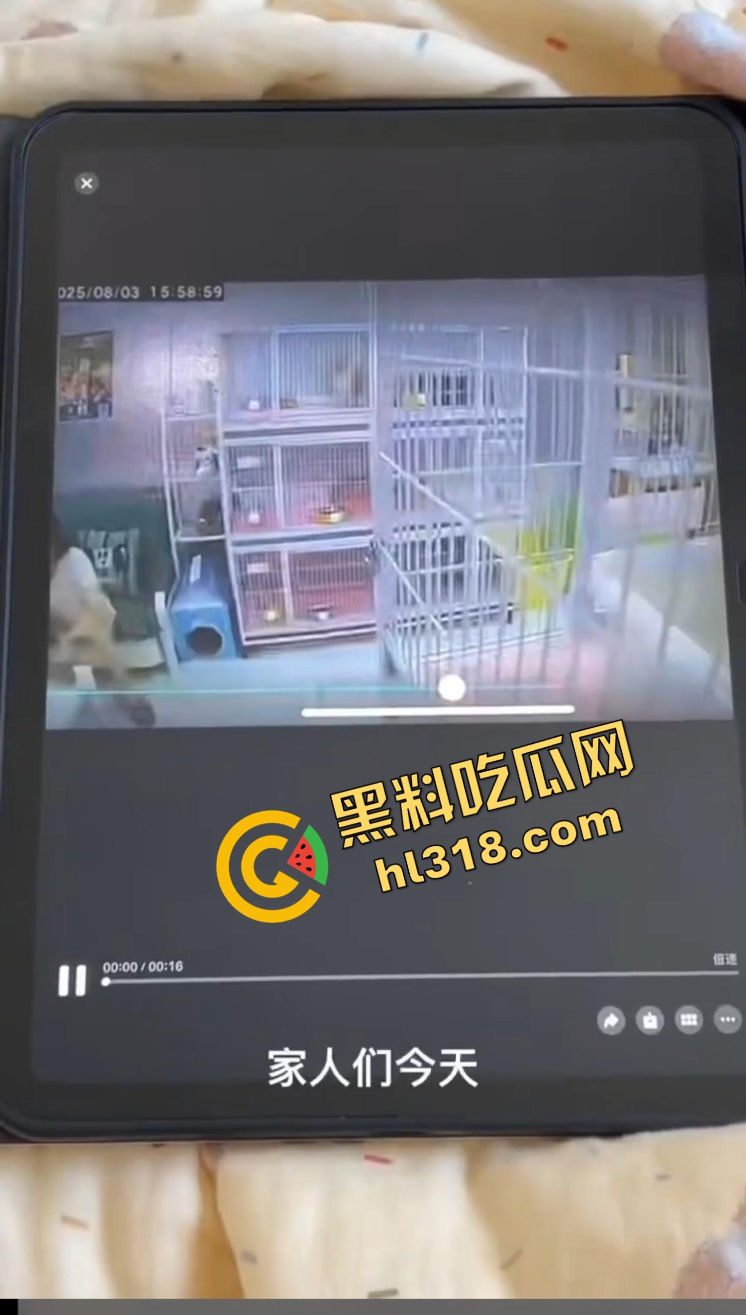 沈阳猫咖惊现女魔头虐猫狂魔，4只奶猫惨死2只重伤，老板怒曝监控报警，宠物圈集体避雷！-2