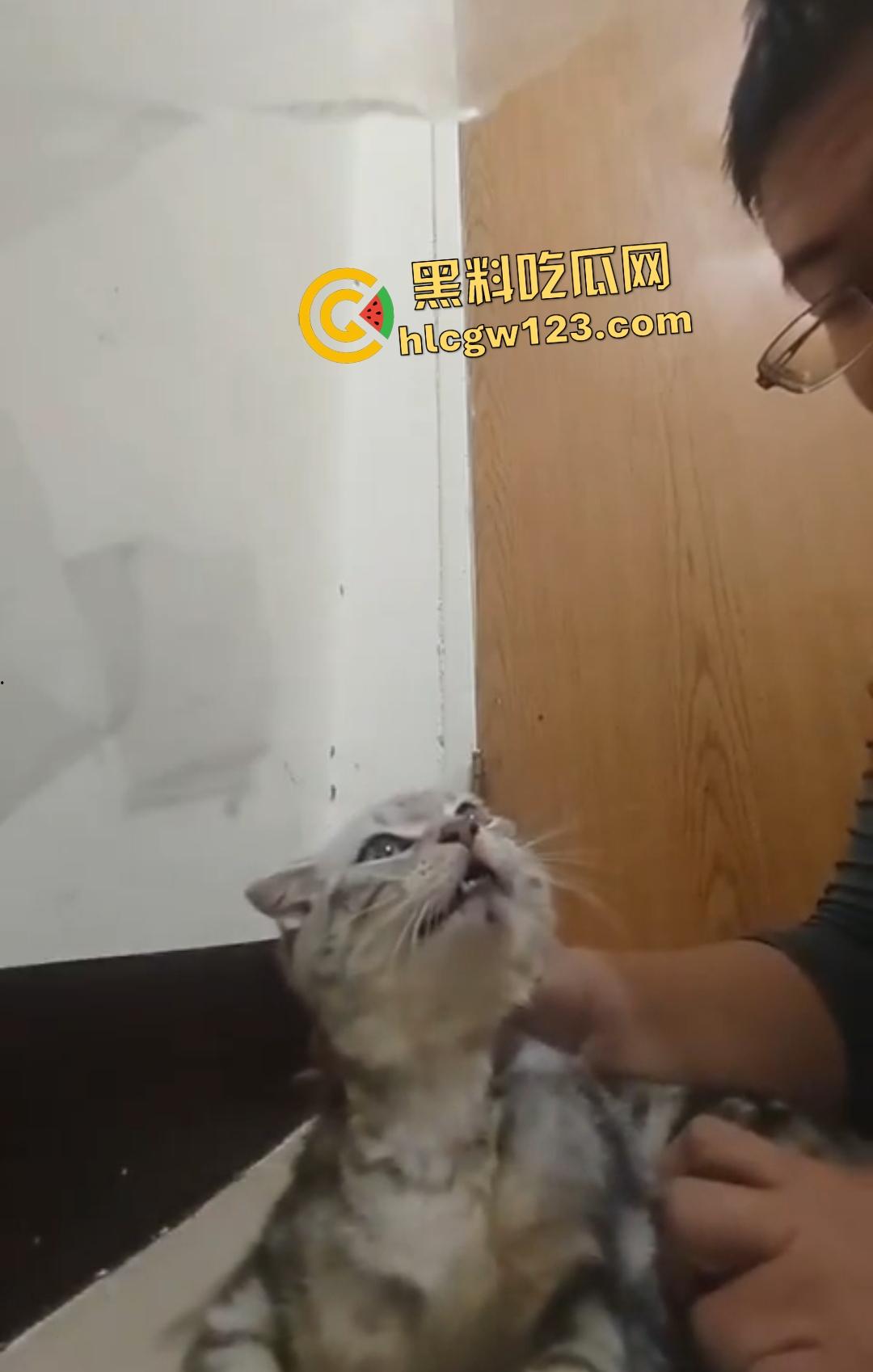 台湾现役军人25岁退役宪兵【林男】自拍虐猫直接卡猫脖子窒息，猫抓到越狠他越用力！-2