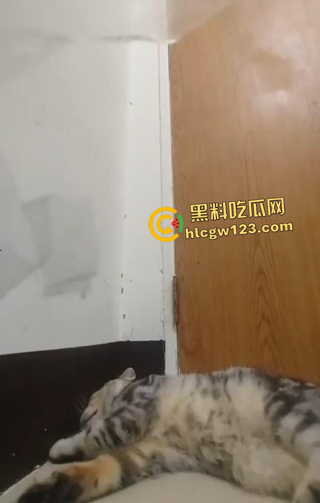 台湾现役军人25岁退役宪兵【林男】自拍虐猫直接卡猫脖子窒息，猫抓到越狠他越用力！-3