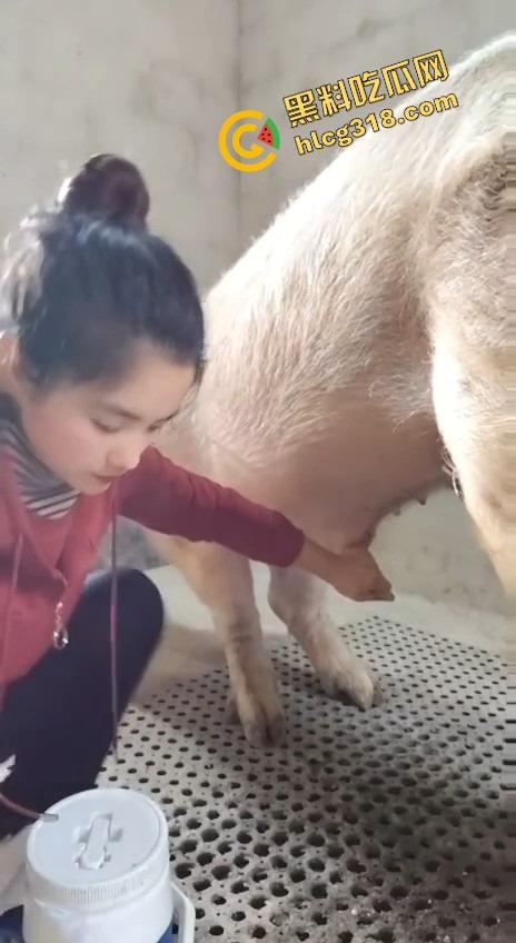 美女上岗第一天就被安排帮猪撸取精，手法娴熟动作老练，取精现场表情管理拉满-2