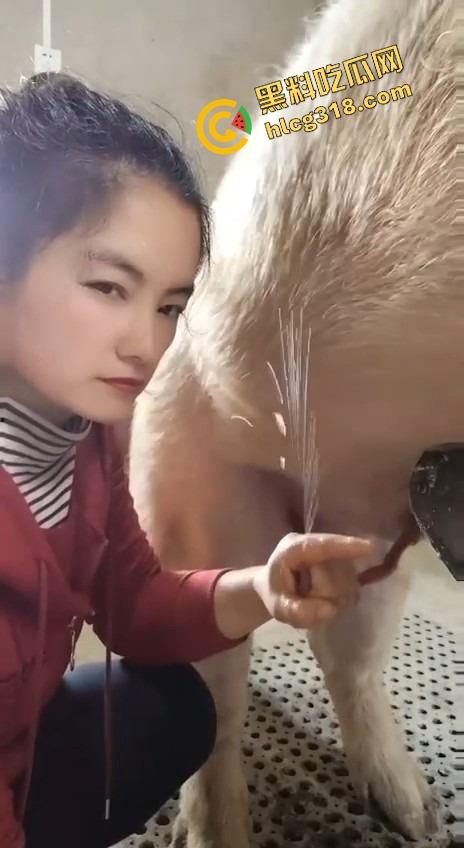 美女上岗第一天就被安排帮猪撸取精，手法娴熟动作老练，取精现场表情管理拉满-7